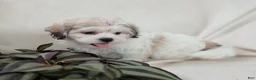 Teddy Bear dogs for sale: Casey - Ad 3