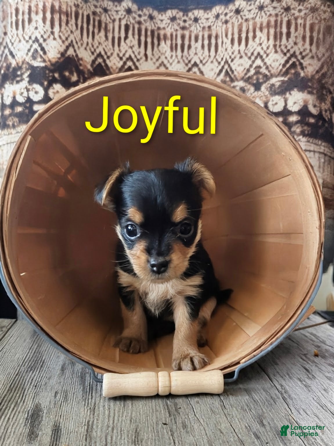 Yorkshire Terrier dogs Joyful - Ad 39