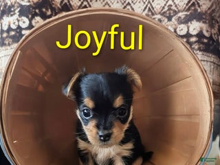Yorkshire Terrier dogs Joyful - Ad 39