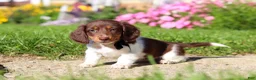 Dachshund dogs for sale: Chase - Ad 4