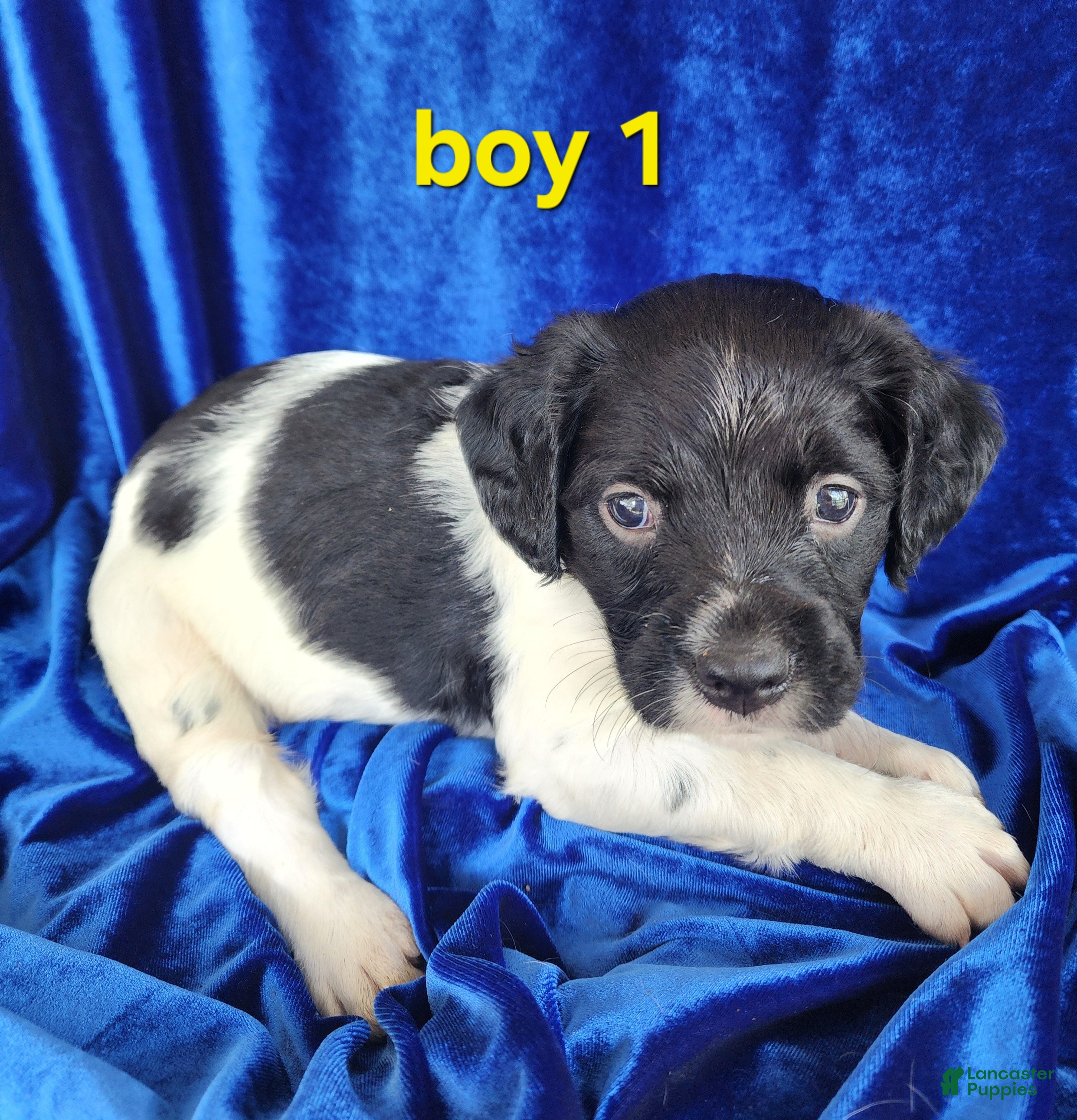 Brittany Spaniel dogs French Brittany boy 1 - Ad 1