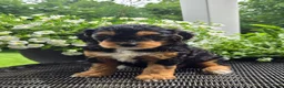 Mini Goldendoodle dogs for sale: Poppy - Ad 3