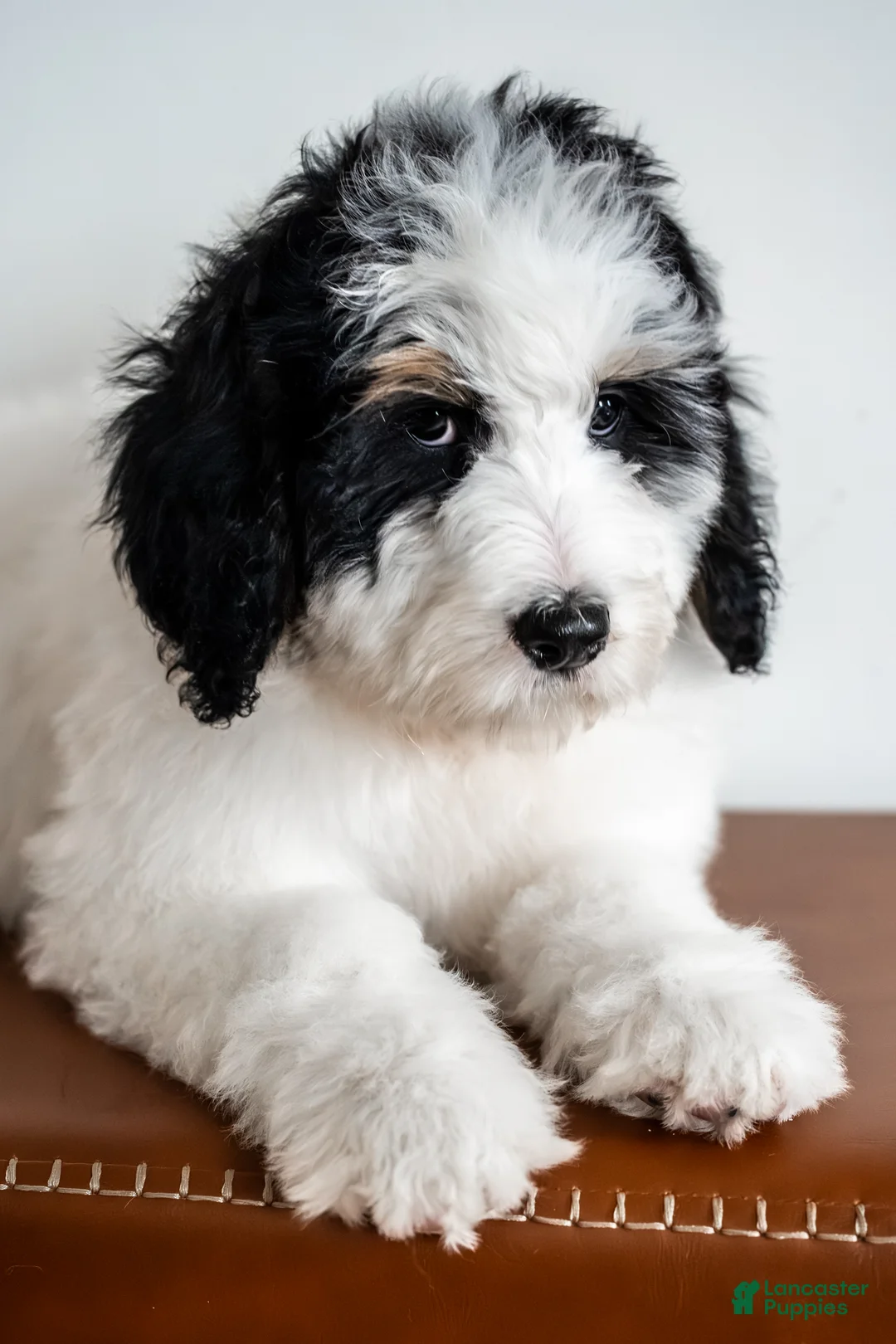 Bernedoodle dogs for sale: Eleanor - Ad 3
