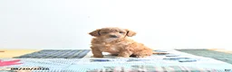 Mini Goldendoodle dogs for sale: Erin - Ad 3