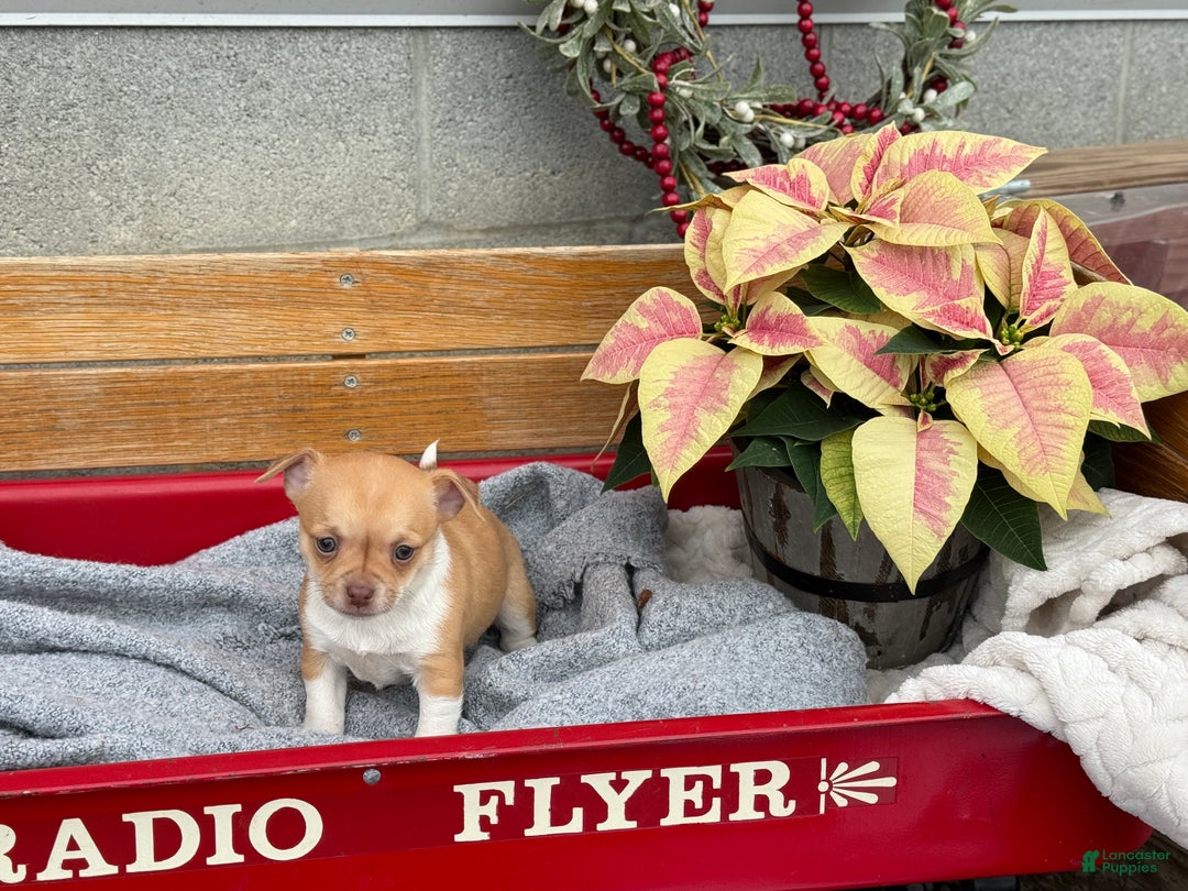 Chihuahua dogs for sale: Crystal - Ad 4