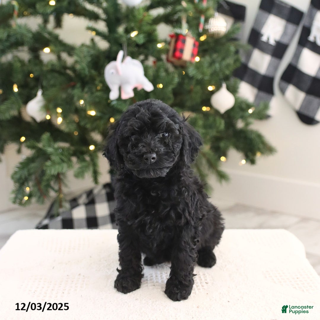 Cockapoo dogs for sale: Nova - Ad 1