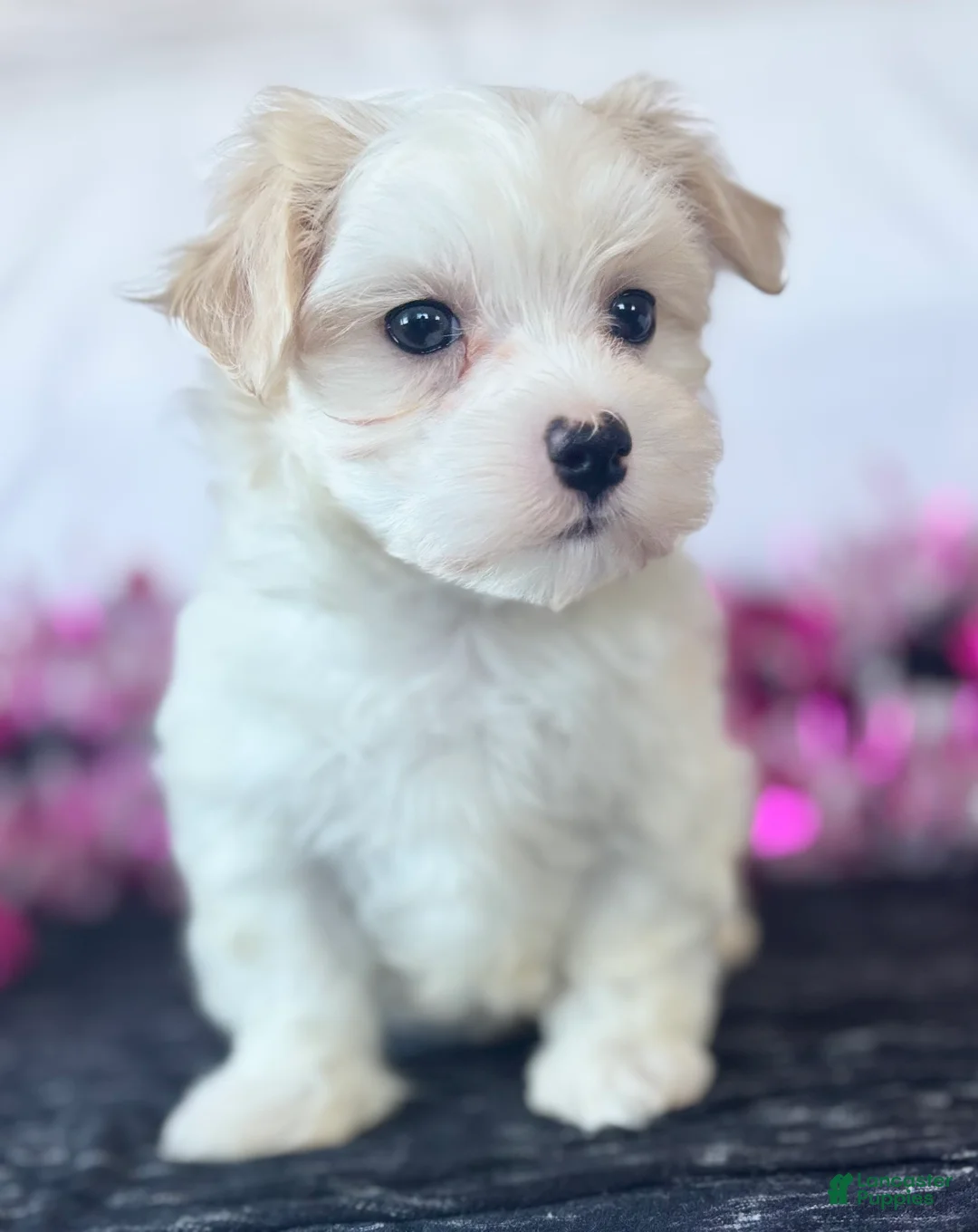 Maltese dogs for sale: Colton - Ad 19