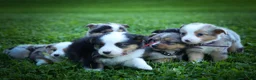Mixed Breed dogs for sale: Goose🐾 - Ad 22