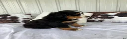 Bernese Mountain Dog dogs for sale: Pink collar- Sassy - Ad 2