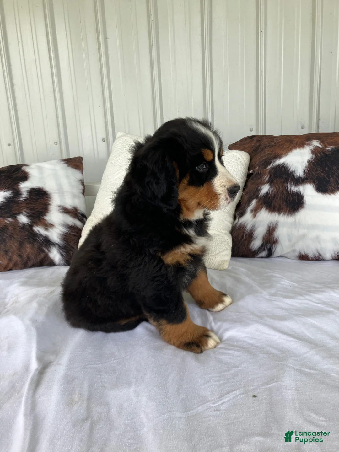 Bernese Mountain Dog dogs for sale: Pink collar- Sassy - Ad 2