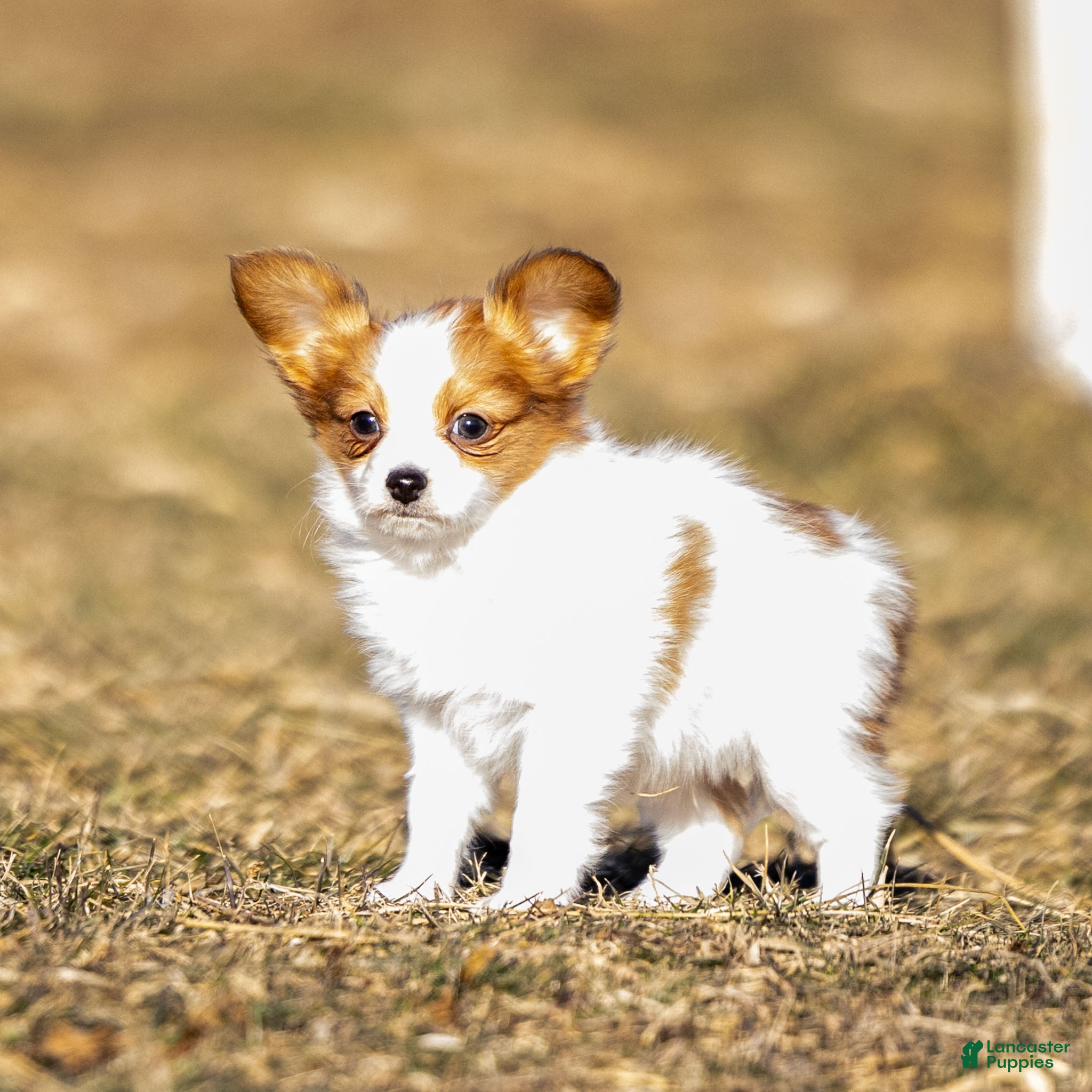 Papillon dogs Dexter - Ad 4