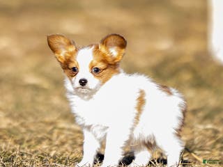 Papillon dogs Dexter - Ad 4