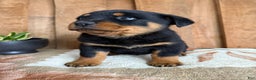 Rottweiler dogs for sale: Luke - Ad 15