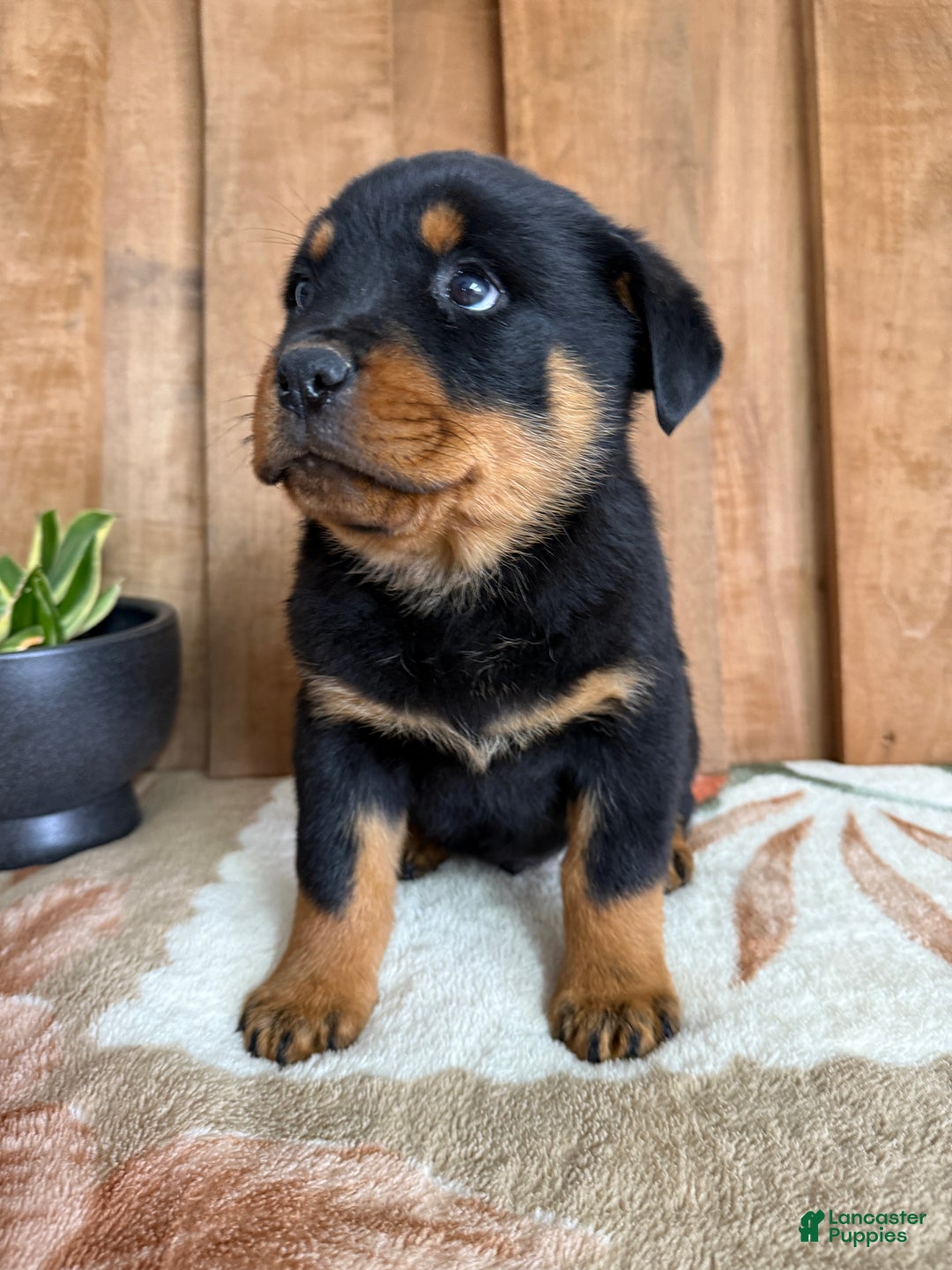 Rottweiler dogs for sale: Luke - Ad 15