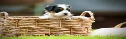 Mini Bernedoodle dogs for sale: Willow - Ad 1