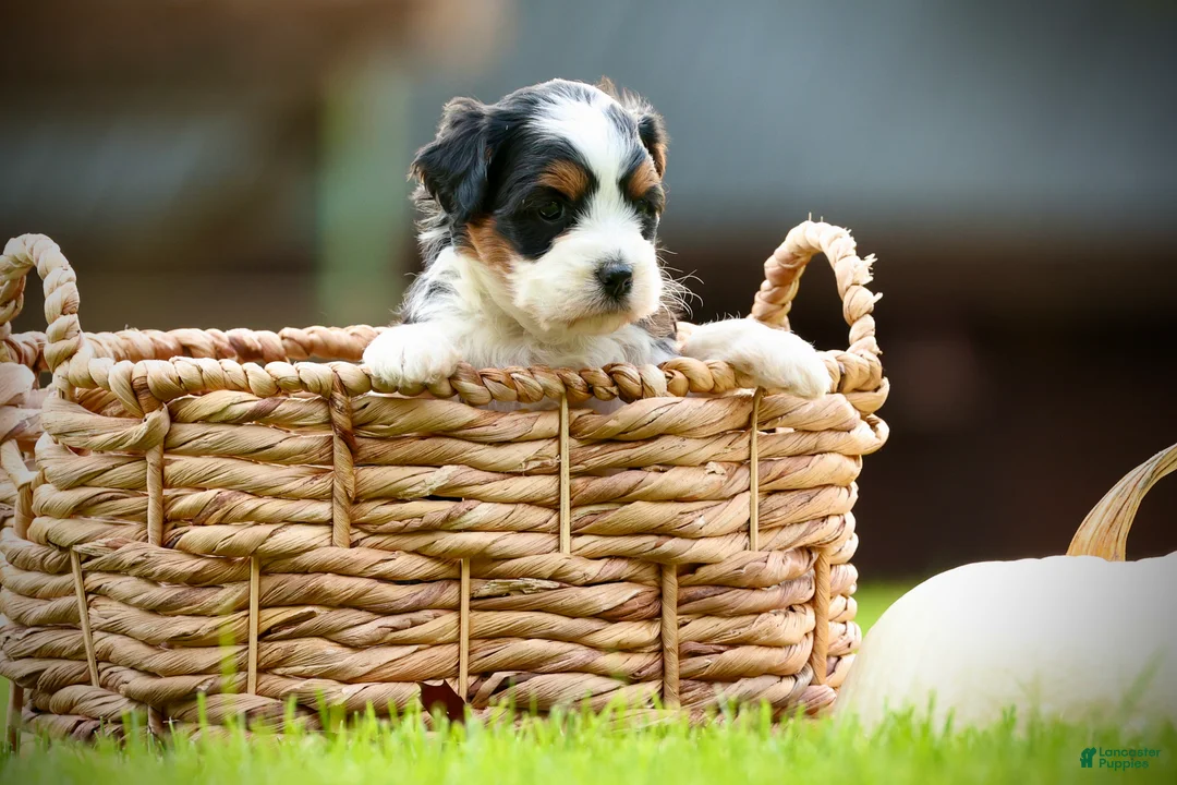 Mini Bernedoodle dogs for sale: Willow - Ad 1