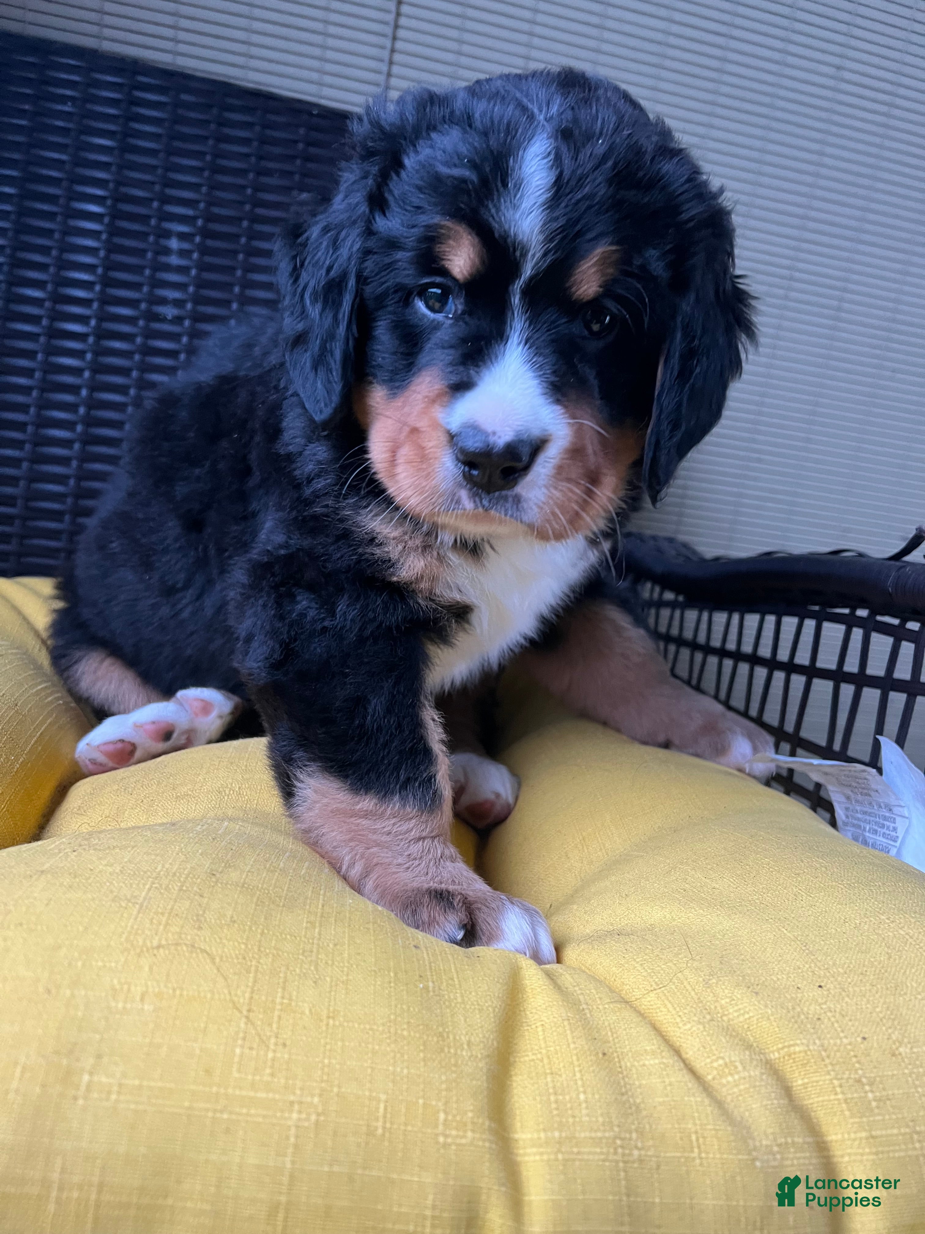 Bernese Mountain Dog dogs Lola - Ad 40