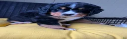 Bernese Mountain Dog dogs for sale: Lola - Ad 1