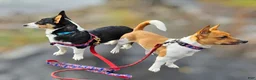 Mixed Breed dogs for sale: Apollo - Ad 25