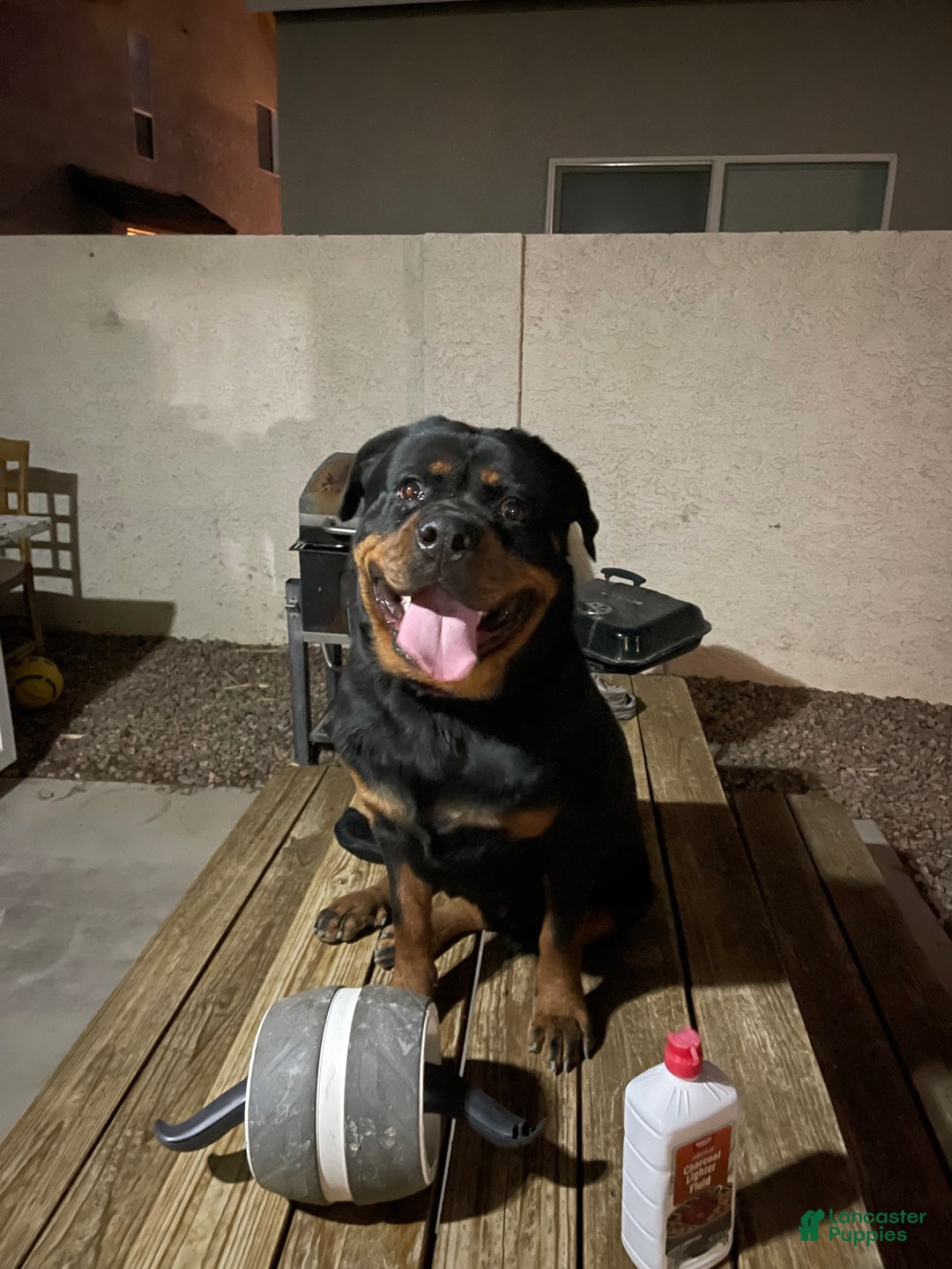 Rottweiler dogs for sale: 1st Pick Female - Ad 1