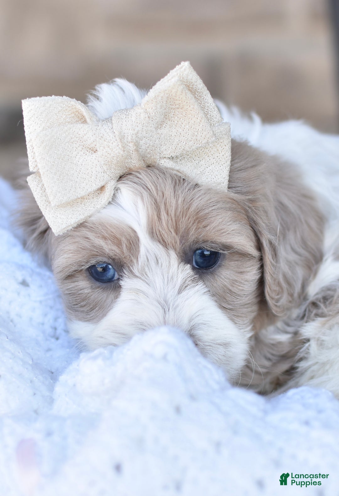 Mixed Breed dogs for sale: Sandy - Ad 2