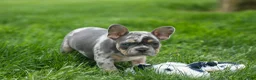 French Bulldog dogs for sale: Ace  (Blue Merle Tan) 🐶✨ - Ad 16