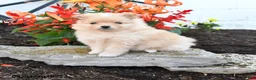 Pomeranian dogs for sale: Pedro - Ad 1