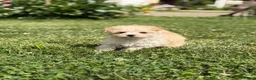 Maltipoo dogs for sale: Taffy  - Ad 9
