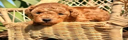 Toy Poodle dogs for sale: Willow  - Ad 5