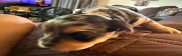 Mixed Breed dogs for sale: Molly - Ad 14