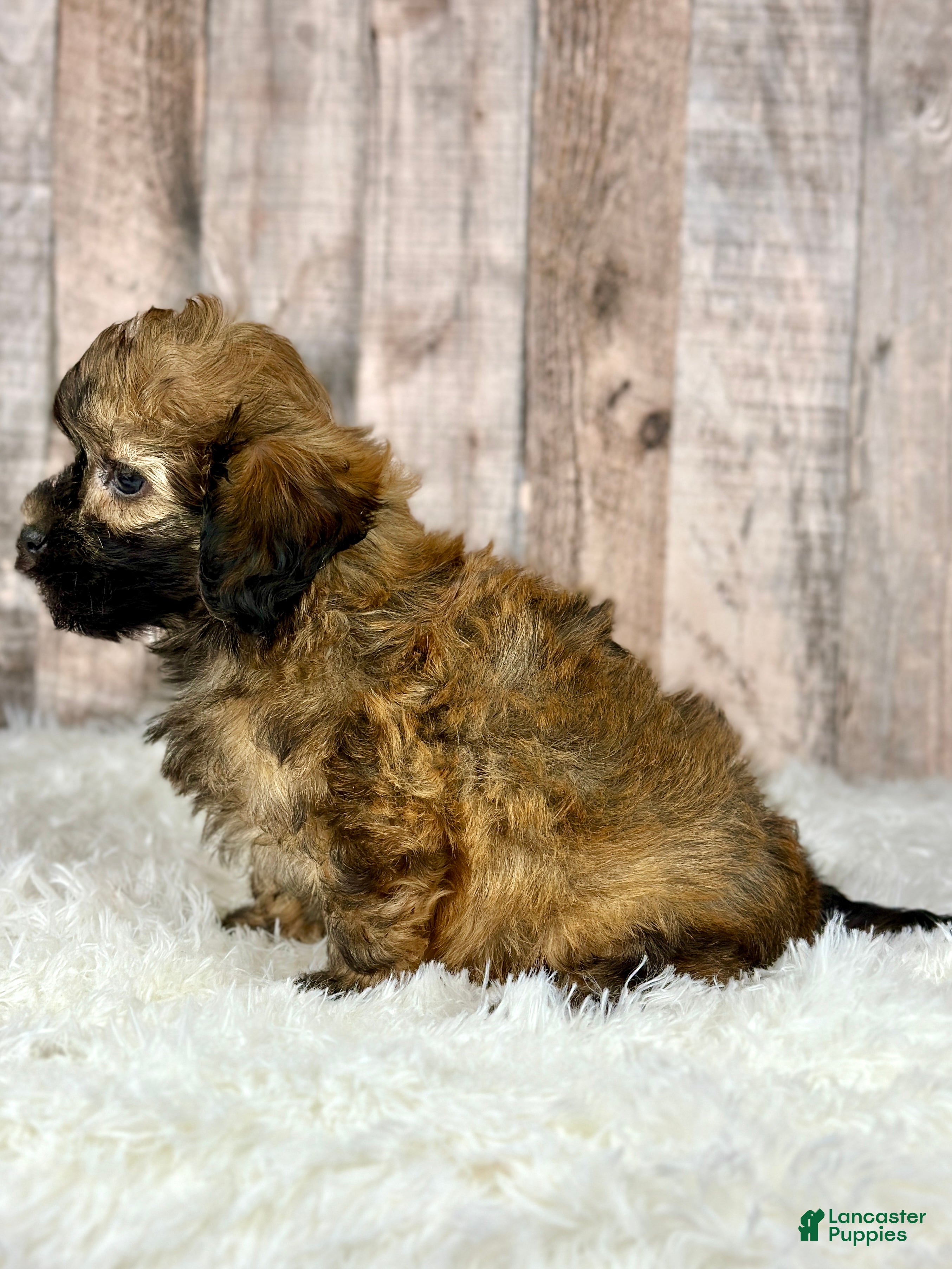 Shihpoo dogs Boy Snoopy - 0193 - Ad 2