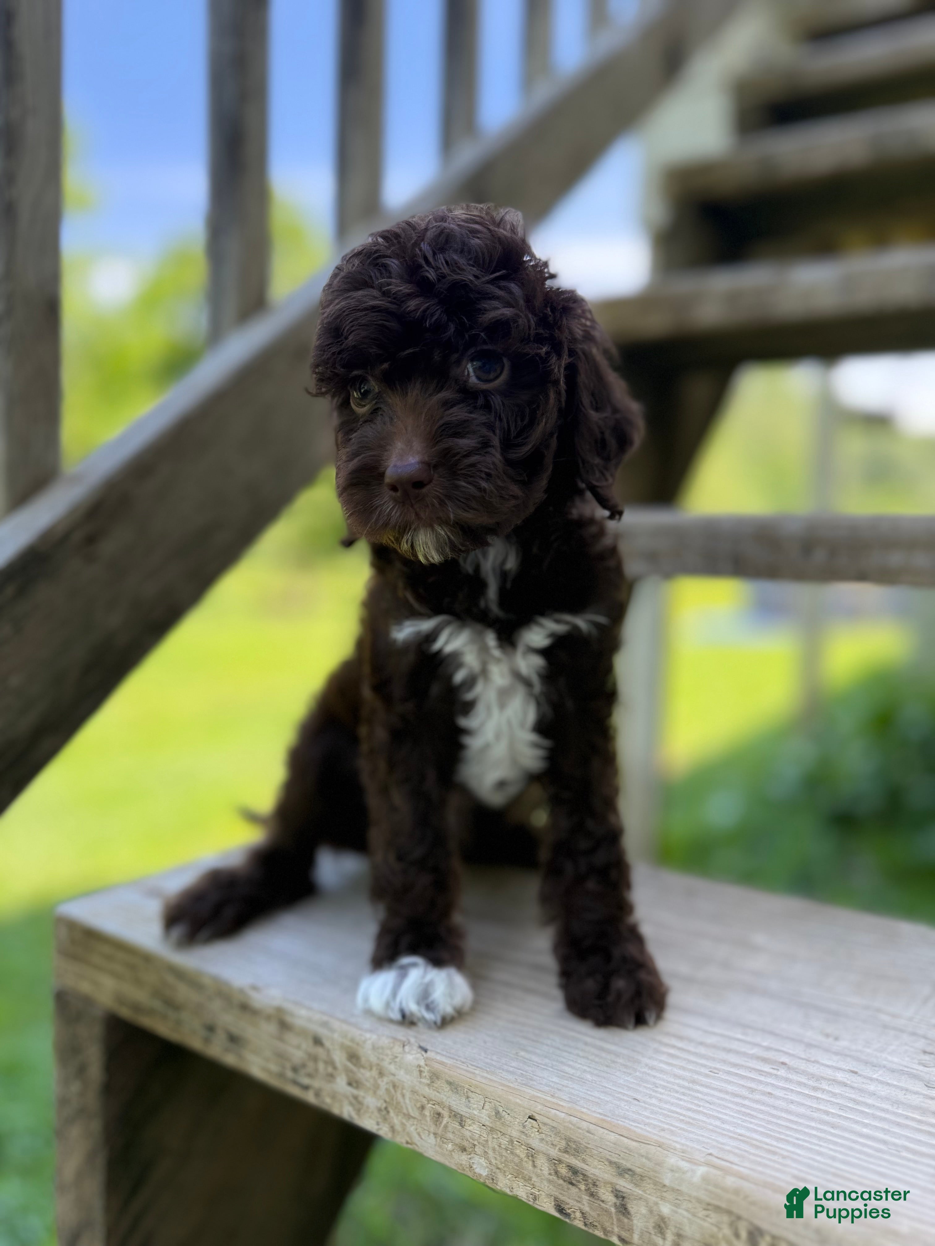 Mini Goldendoodle dogs Cosmic - Ad 1