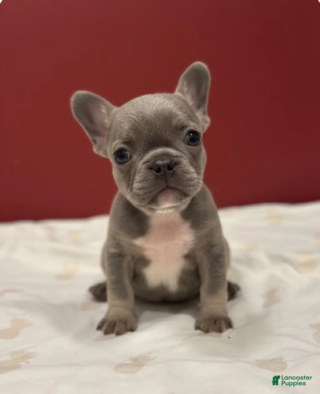 French Bulldog dogs for sale: Miss Violet - Ad 3