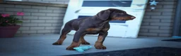 Doberman Pinscher dogs for sale: MASTER - Ad 4