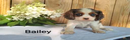Cavalier King Charles Spaniel dogs for sale: Bailey - Ad 3