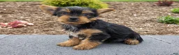 Yorkshire Terrier dogs for sale: Cash - Ad 2