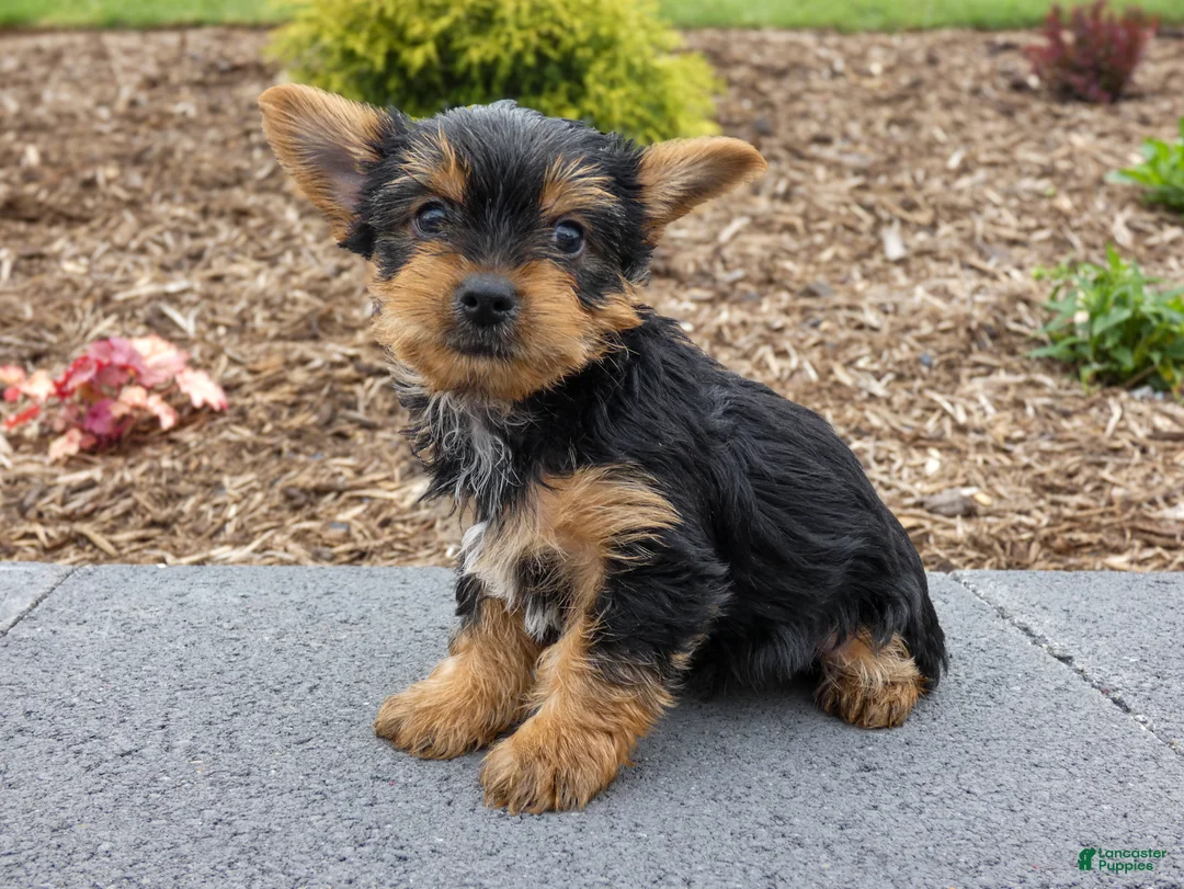 Yorkshire Terrier dogs for sale: Cash - Ad 2