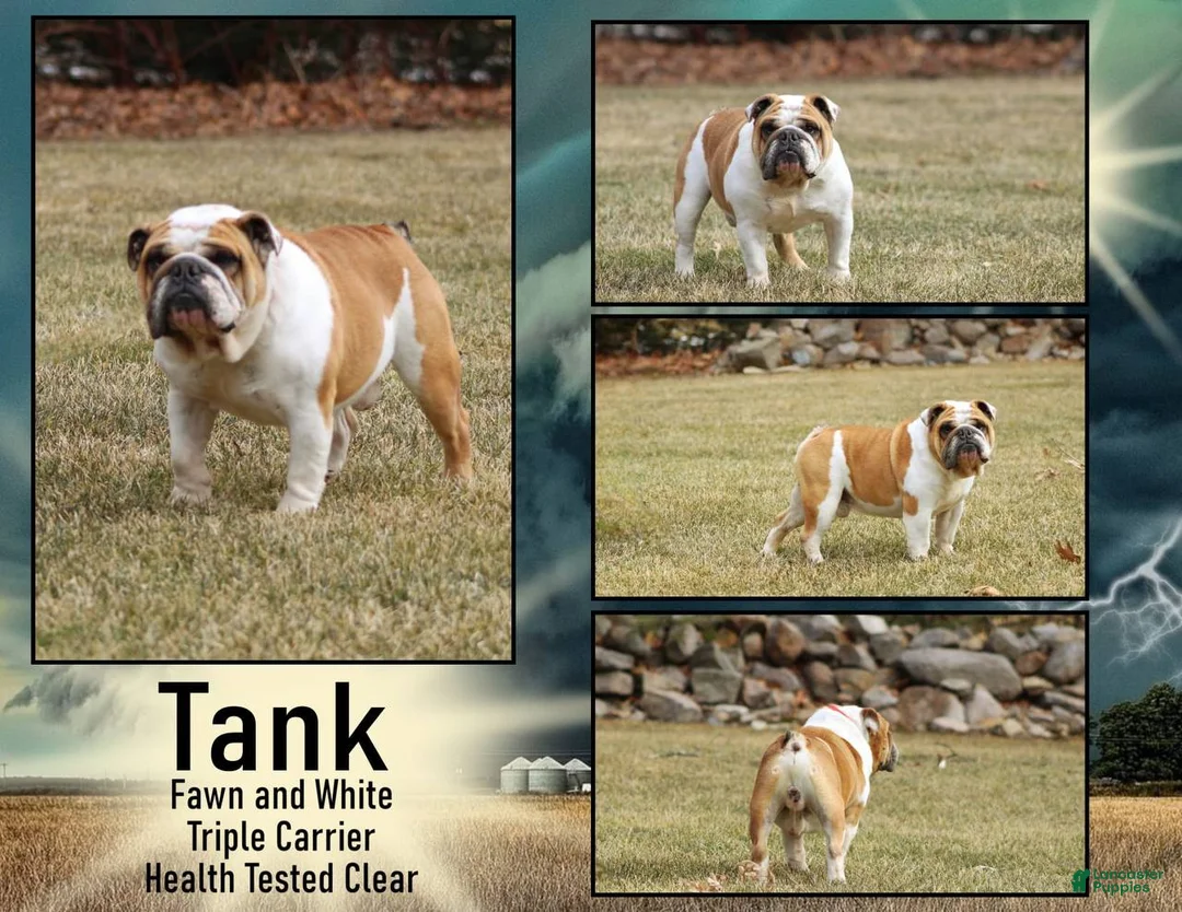English Bulldog dogs for sale: Fawn - Ad 7