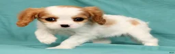 Cavalier King Charles Spaniel dogs for sale: Naveah - Ad 3