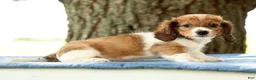 Miniature Dachshund dogs for sale: Jesse - Ad 5