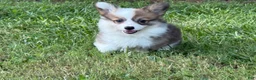 Welsh Corgi Pembroke dogs for sale: Fluffy Sable - Ad 2