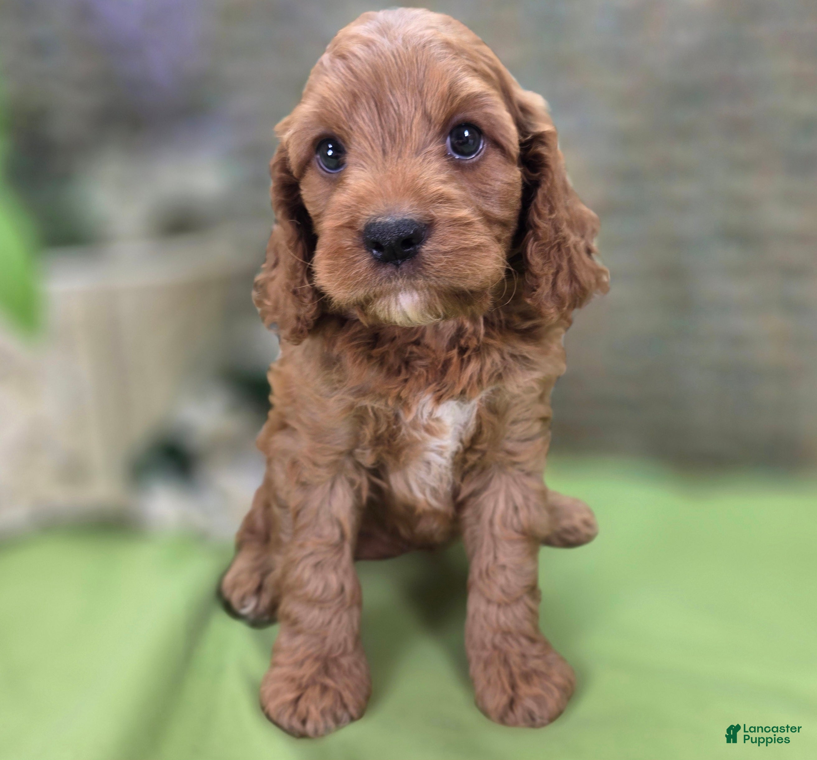 Cockapoo dogs Cashmere - Ad 21