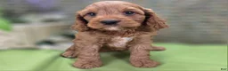 Cockapoo dogs for sale: Cashmere - Ad 6