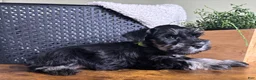 Miniature Schnauzer dogs for sale: Diesel - Ad 8