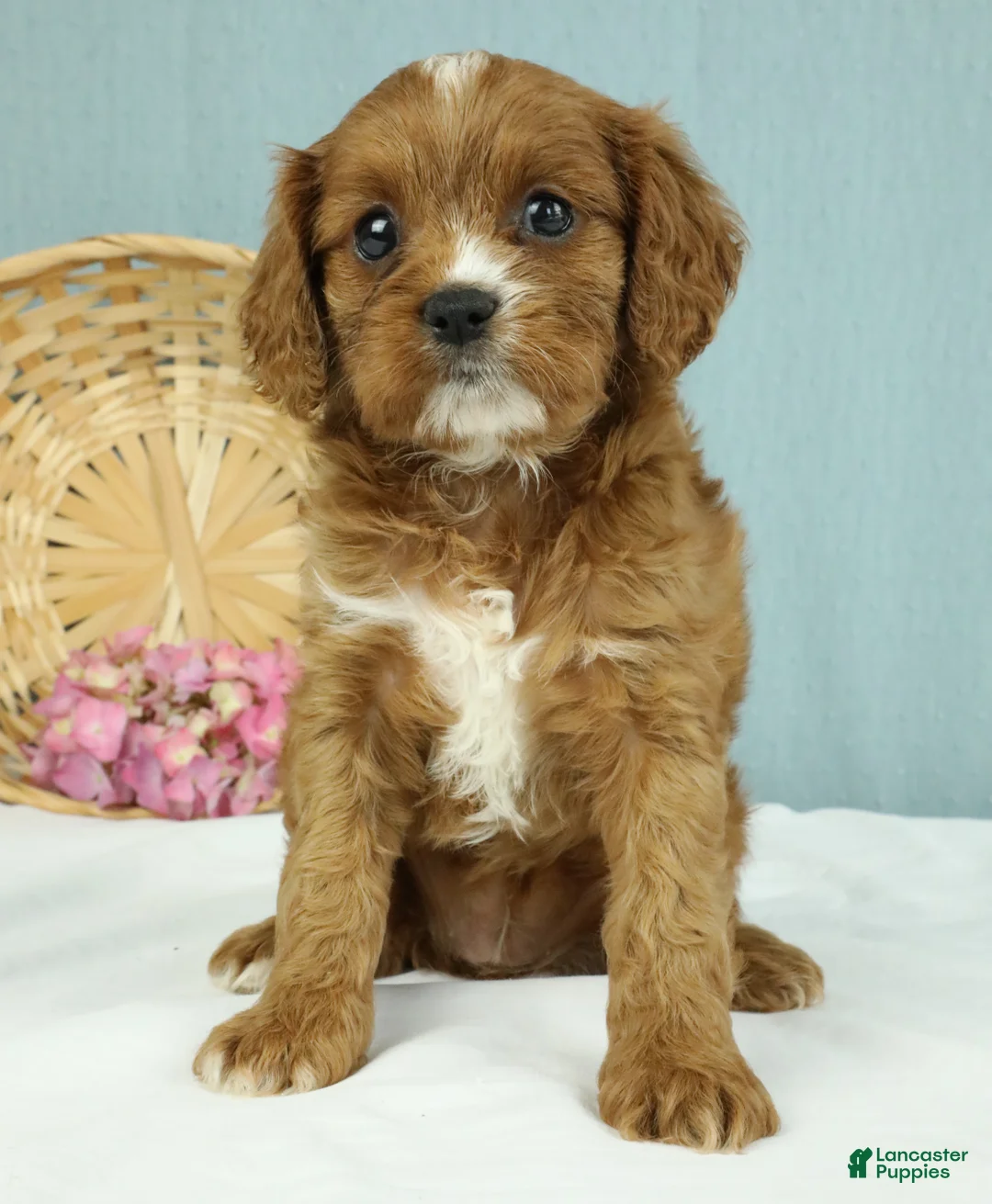 Cavapoo dogs for sale: Mochi 🍡 - Ad 1