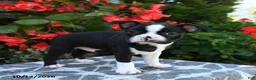 Boston Terrier dogs for sale: Yaro - Ad 4