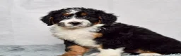 Bernedoodle dogs for sale: Wynonna  - Ad 4