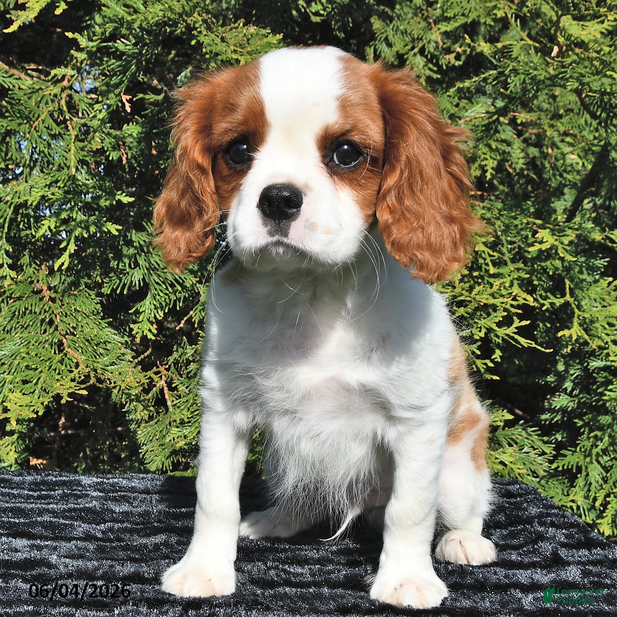 Cavalier King Charles Spaniel dogs Riley - Ad 2