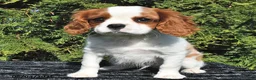 Cavalier King Charles Spaniel dogs for sale: Riley - Ad 2