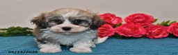 Havanese dogs for sale: Rex - Ad 3